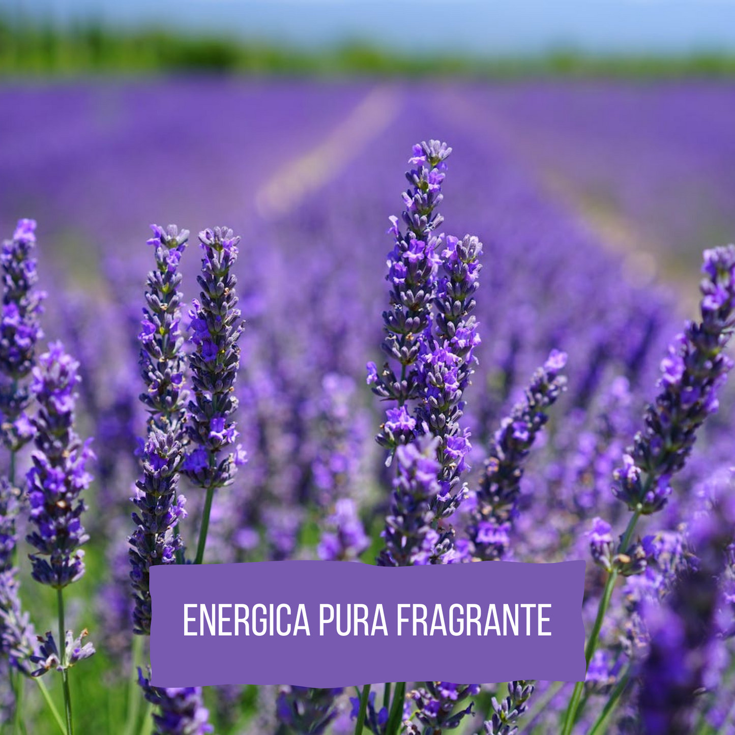 Bagnodoccia alla lavanda