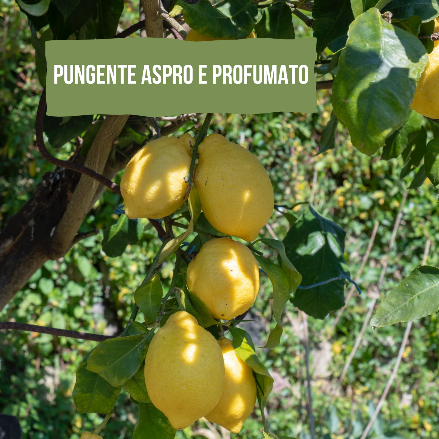 Shampoo al limone